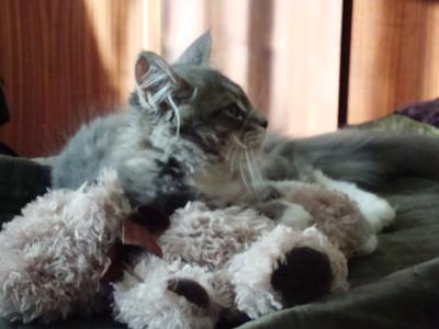 pretty maine coon cat sitting with her stuffed toy.