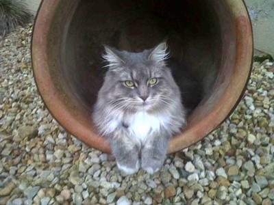 purebred silver maine coon cat