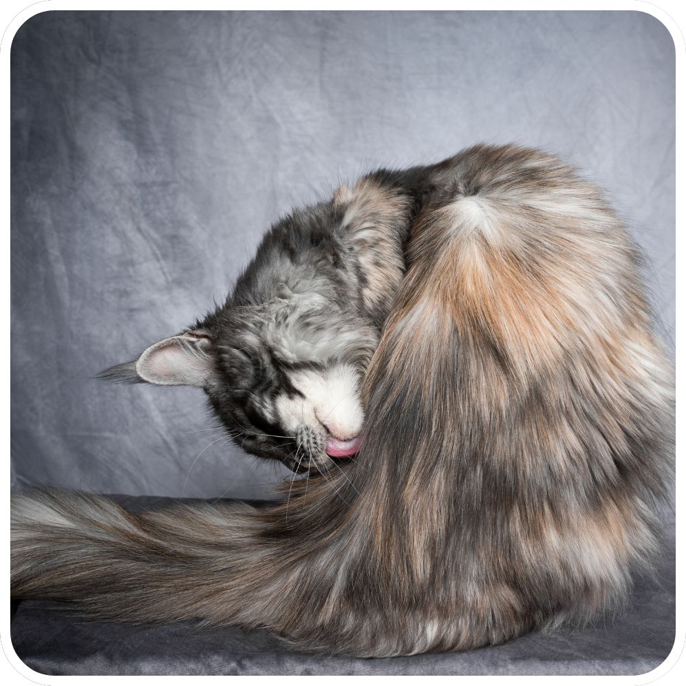 Maine Coon Cat Grooming Tips and Tricks