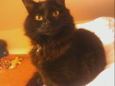 Black Cat