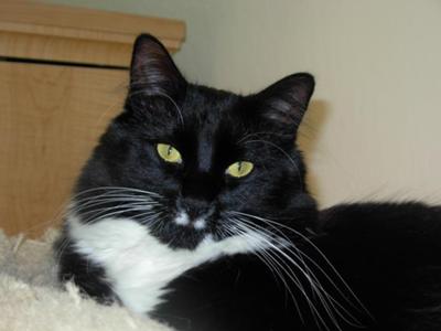 Domino