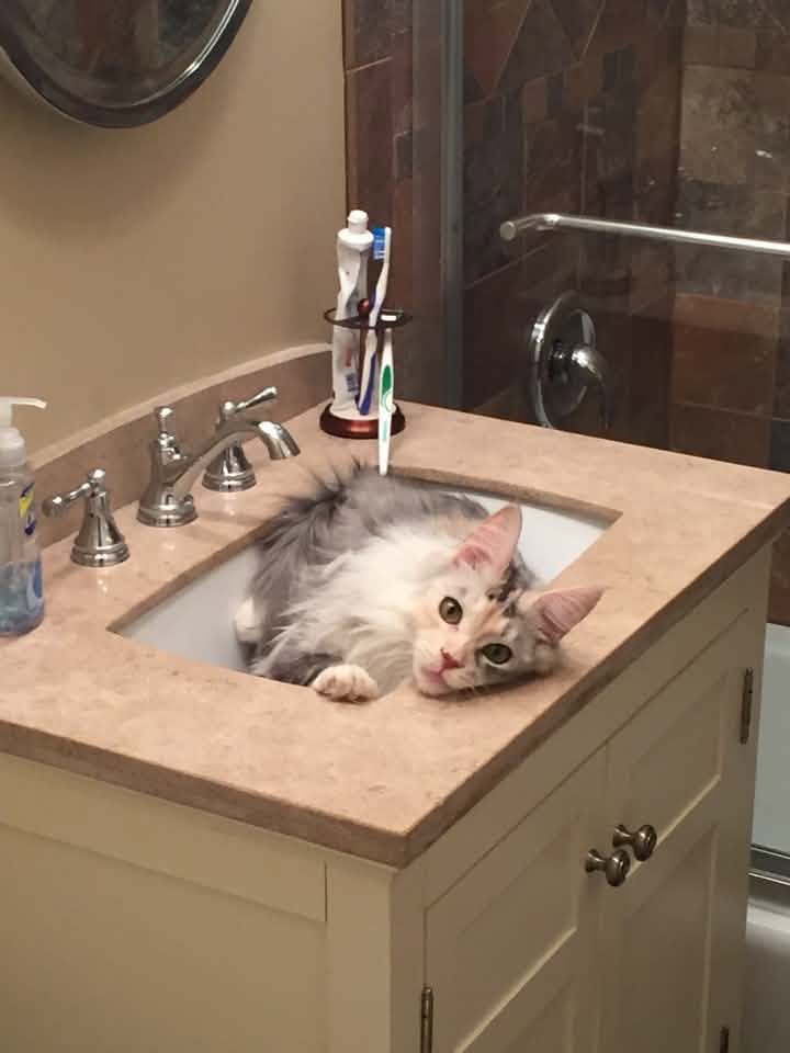 Dilute calico Maine Coon relaxing in a bathroom sink with her head resting on the counter.