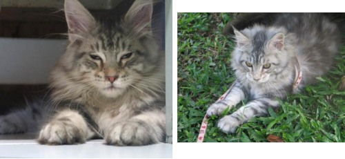 Dorian! dorain the maine coon kitten