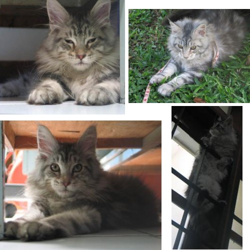 dorian the silver tabby maine coon kitten