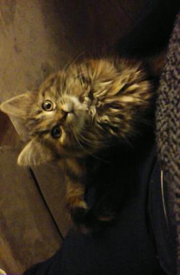 Dorothy