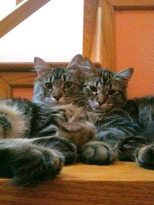 Dewey and Vanessa