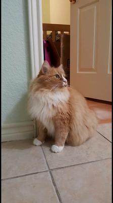 Duchess