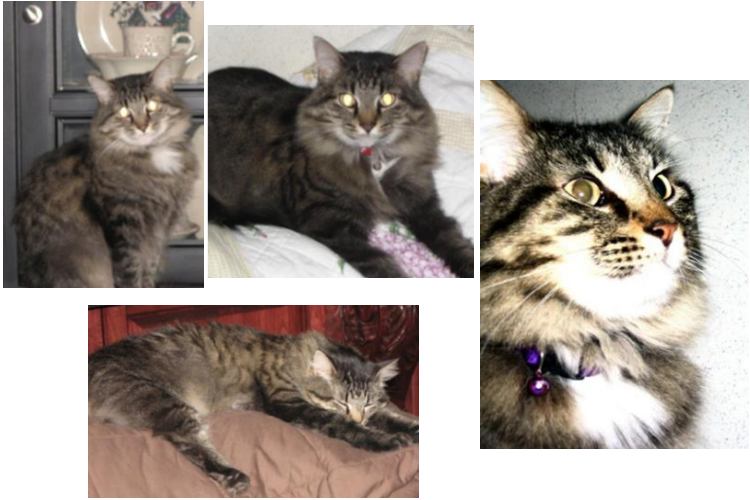 dynah mae the brown tabby maine coon girl
