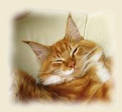 smiling red maine coon cat