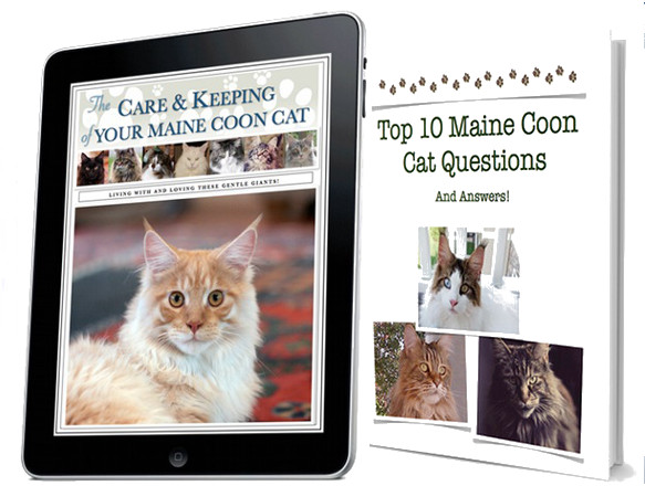 two maine coon ebooks