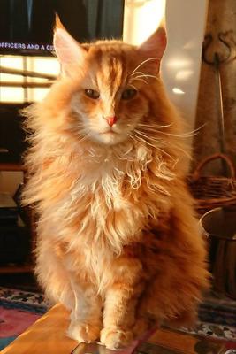 Maine coon cat shop price