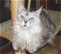 Edina silver maine coon sitting on a cat tree.