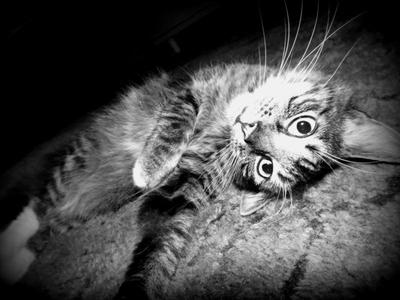 Eleanor