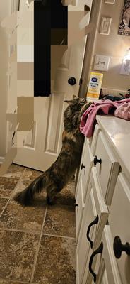 maine coon cat reaching up to kitchen counter.