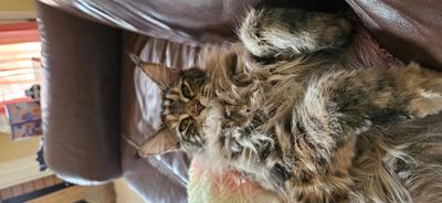 cute maine coon laying belly up with relaxed paws.