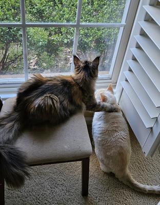 maine coon cat on a bench looking out a window.