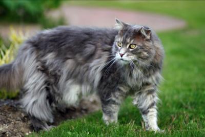elliot the blue maine coon