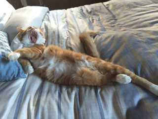 Elliot