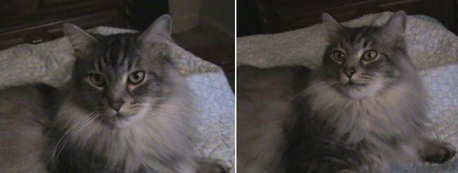 Silver maine coon mix