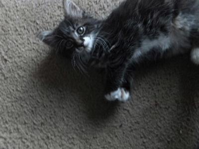 Elvis