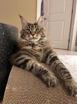 Emilie gorgeous classic brown tabby maine coon female.