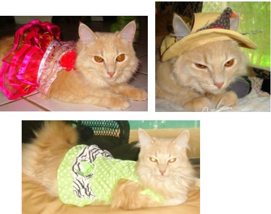 Emma! emma the maine coon all dressed up