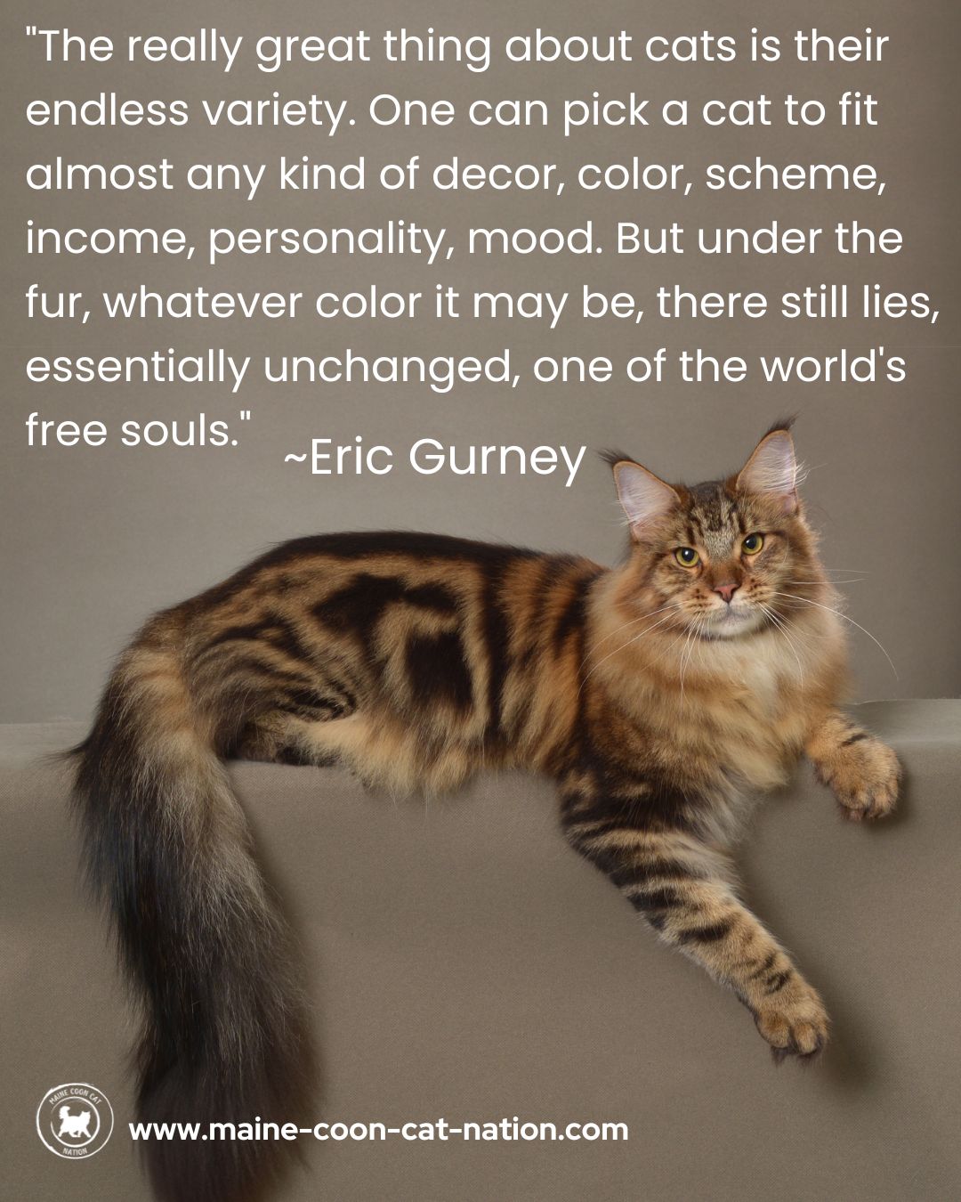 an endless variety of cats quote with a classic brown tabby maine coon cat