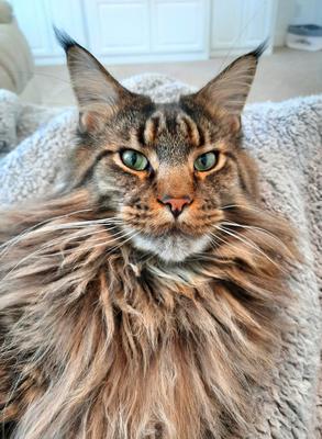 gorgeous brown tabby maine coon cat