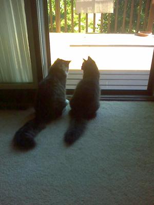 Maine Coons in the morning
