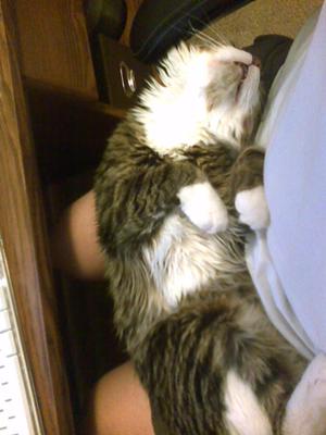 Eric is a true lap cat