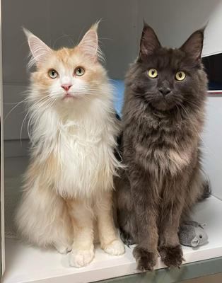 two handsome purebred maine coon cats.