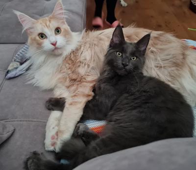 two colorful maine coons cuddling.