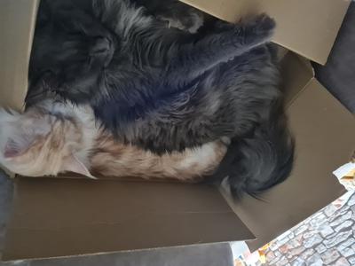 Ernie and Frank two maine coon boys stuffed in a box together