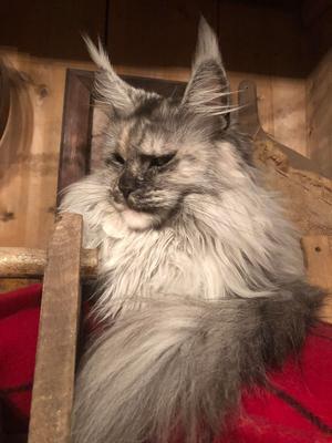 eskimo the female maine coon cat eskimo the female maine coon cat