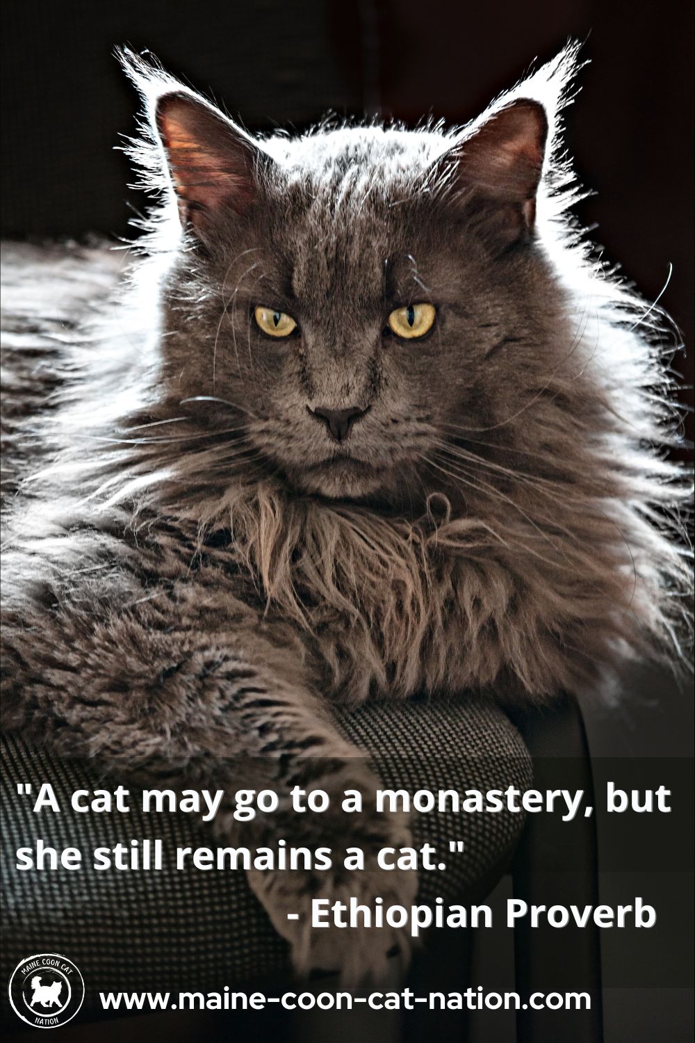 A cat may go to a monastery, but she still remains a cat proverb.