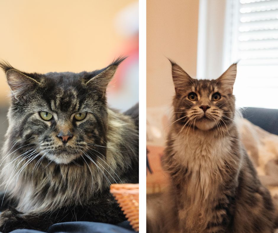 two maine coons with drastically different features.