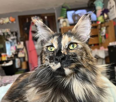 Everleigh closeup of tortoiseshell maine coon face.
