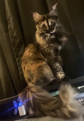 Everleigh tortoiseshell maine coon female seated and posing.