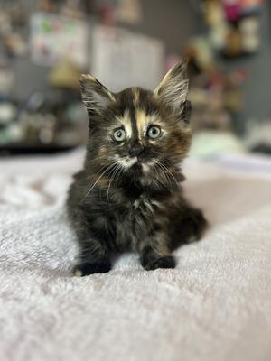 Everleigh adorable small purebred tortoiseshell maine coon kitten.