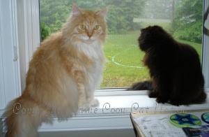 two maine coons in a windowsill.