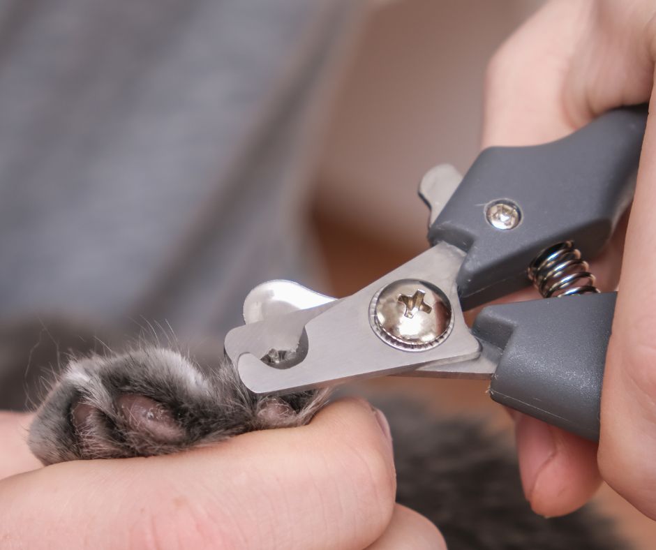 extreme closeup of gray cat claw in guillotine clippers