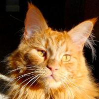 Blaze face of bright red coon cat