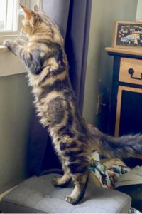 Falkor big tabby maine coon with striking markings stretched out looking out window