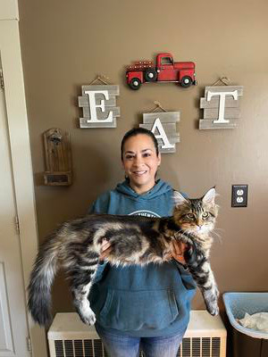 big brown maine coon cat stretched out in womans arms.