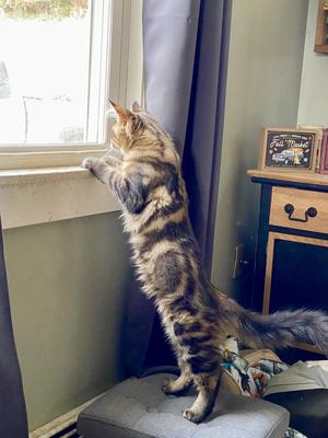 brown maine coon with striking markings looking out window.