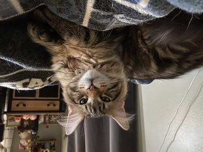 handsome purebred brown tabby maine coon cat posing.
