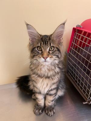 small maine coon kitten with big ear tufts.