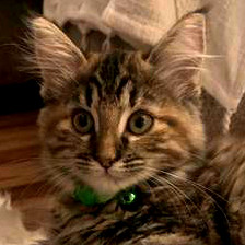 cute brown tabby kitten