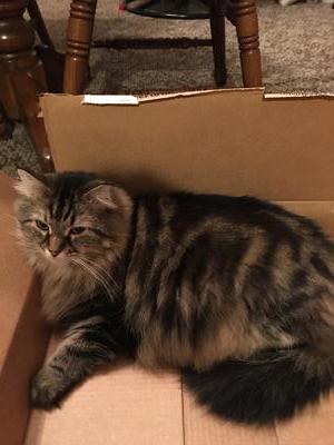 fluffy brown tabby kitty in a box.
