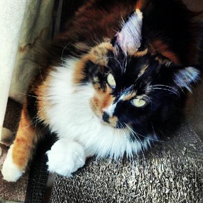 Farrah Pawcett